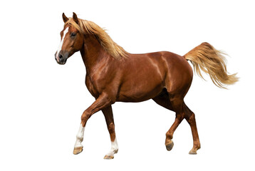 Obraz premium Graceful Chestnut Horse with Golden Mane and Tail Trotting Isolated on White