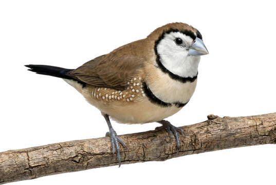 Double-barred Finch Bird Perched on Branch Isolated White Background