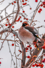 A forest bird sits on a branch of a wild apple tree on a winter day