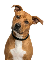 Obraz premium Curious Brown Pit Bull Dog with Head Tilted Wearing Black Collar