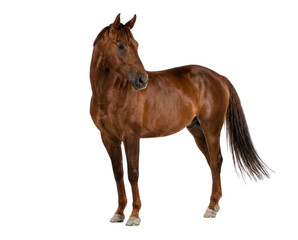 Obraz premium Brown Horse Standing Isolated on White Background