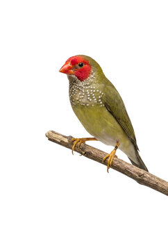 Red-faced parrotfinch bird perched on branch isolated on white background