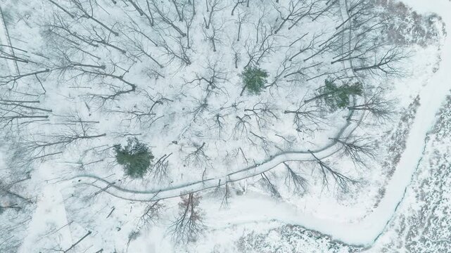 Snow-covered wetlands with scattered trees offer a serene winter view