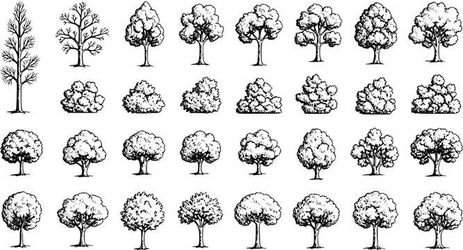 Hand-drawn sketch style set of various trees and bushes. Detailed vintage monochrome botanical illustrations of deciduous and coniferous plants for nature and landscape design.