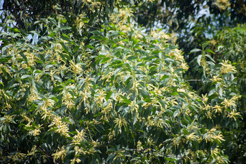 Obraz premium Acacia auriculiformis earleaf acacia lush green leaves on tree in natural setting.