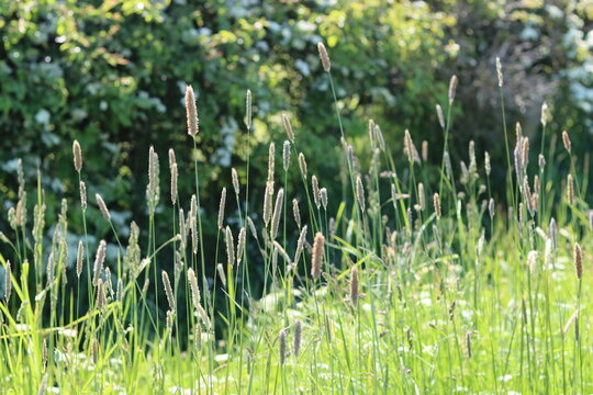 Grasses and wild flowers in a roadside verge