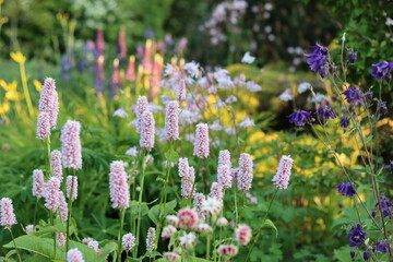 Obraz premium Cottage garden border with persicaria, aquilegia and lupins in soft evening sunshine