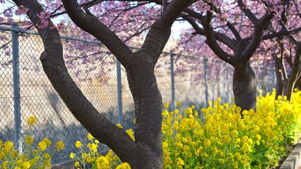 三浦海岸の桜