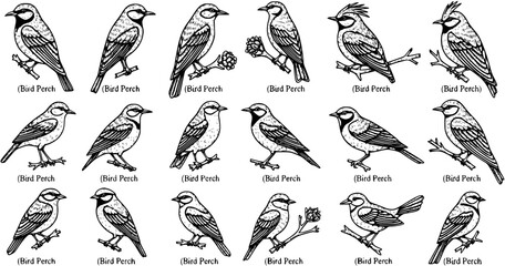 Obraz premium Collection of Vintage Black and White Line Art Illustrations of Various Birds on Perches
