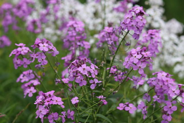 Fototapeta premium Close up of pink sweet rocket, dames rocket or hesperis matronalis