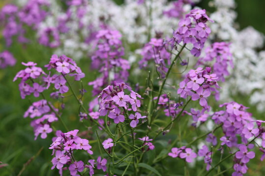Close up of pink sweet rocket, dames rocket or hesperis matronalis