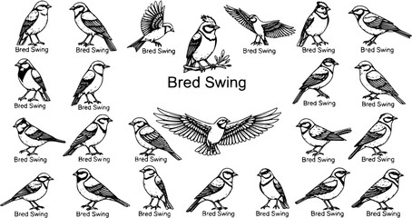 Black and white line art collection of various small birds, including sparrows and tits, shown flying and perched with "Bred Swing" text. © pixsource