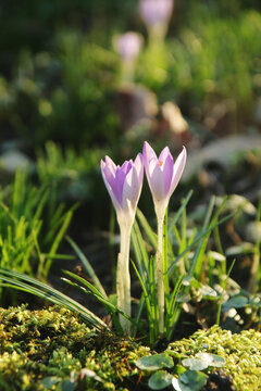 Lilac crocuses blossoming in spring season