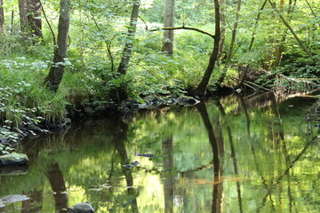 Obraz premium View along a peaceful woodland river with a shallow rocky bed, with green reflections in the still water