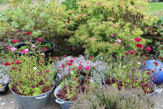 Vintage galvanised bath tubs used as plant containers, filled with dianthus flowers