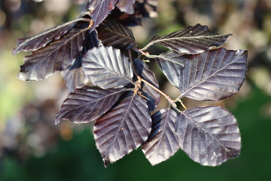 Close up of copper beech leaves