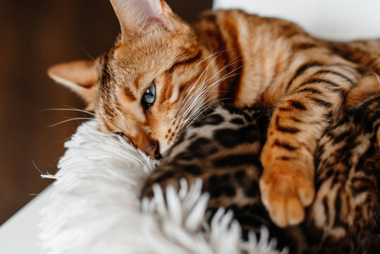 young cute small bengal kittens with mother cat lying in white fluffy cat bed, red and black, striped and spotted, ginger cat, newborn kittens sucking milk, drinking milk, cat maternity concept