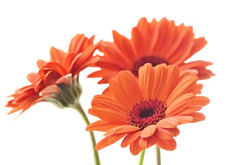 オレンジ色のガーベラ