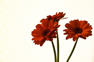 オレンジ色のガーベラ