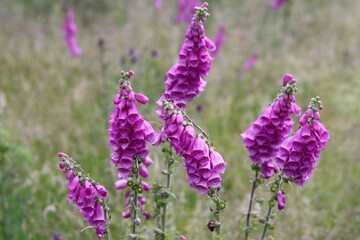 Obraz premium Group of pink foxgloves in a meadow