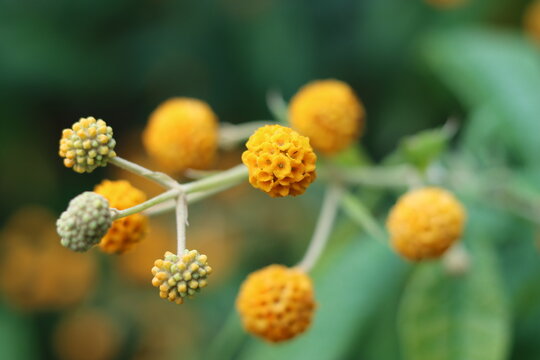 Buddleia globosa or orange ball tree flowers