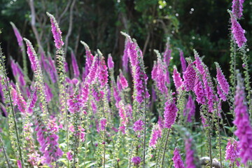 Pink foxgloves in a meadow © Francesca Leslie