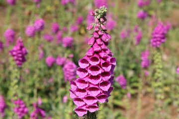 Close up of a large pink foxglove on a hillside covered in foxgloves © Francesca Leslie