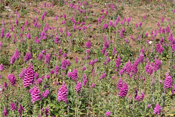 Hillside covered in pink and purple foxgloves © Francesca Leslie