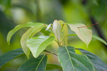 Obraz premium Vibrant green leaves on sunlit branch creating fresh natural outdoor scene.