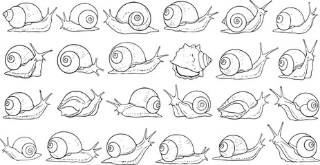 Detailed Black and White Line Art Illustrations of Various Snails and a Conch Shell. A Collection of Hand-Drawn Mollusks in Different Poses, Perfect for Design and Coloring Books. © pixsource