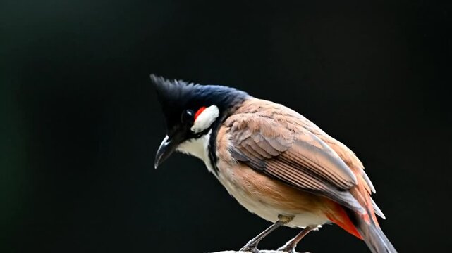 Red-whiskered bulbul bird perched with a black background, showcasing details of its plumage and crest