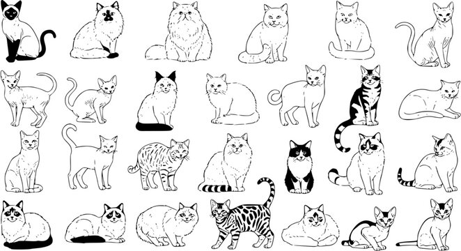 Black and white line art illustrations of diverse domestic cat breeds and kittens in various poses, a comprehensive collection for pet enthusiasts and design projects.