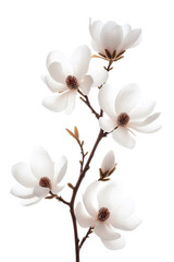 Fototapeta premium Elegant White Magnolia Blossom Branch with Detailed Stamens Isolated on Black Background, Botanical Illustration Style