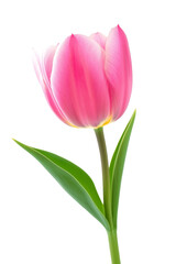 Fresh Pink Tulip with Green Stem Isolated on White Background