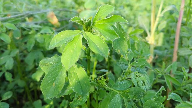 Green Field of Alfalfa Plant Leaves