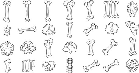 Obraz premium Bone Collection: Anatomical Outlines for Anatomy Science Illustrations