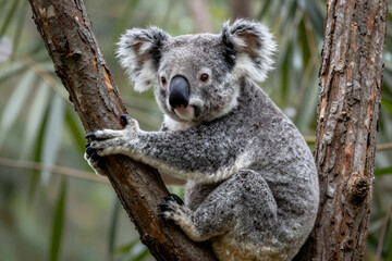 Fototapeta premium Koala Bear Perched on Tree Branch in Eucalyptus Forest Natural Habitat Wildlife Photography Close up Animal Portrait Realistic Detailed Fur Texture Outdoor Environment