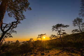 A peaceful sunrise over the high mountains of Phu Ruea National Park, where soft golden light filters through tall pine trees, creating a calm and refreshing natural atmosphere.