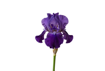Purple Iris Flower Closeup Isolated on Transparent PNG