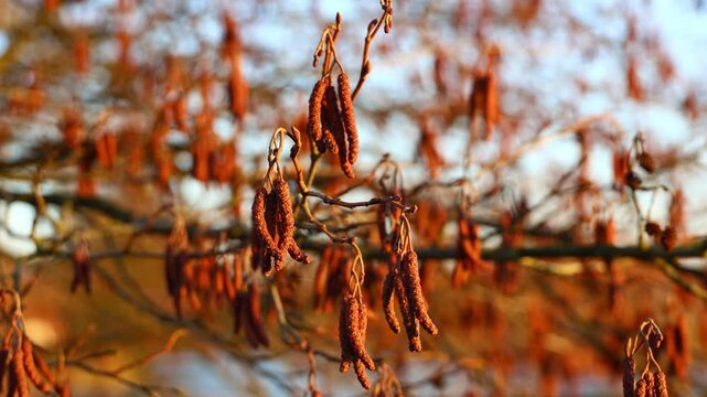 Alnus glutinosa catkins glowing in warm sunset light, gently swaying in the early‑spring breeze as the landscape shifts from winter into pre‑spring softness and quiet renewal