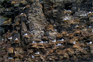 Möwe © Xaver Klaussner