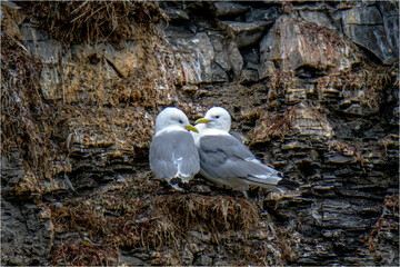 Möwe © Xaver Klaussner