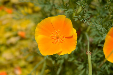 Fototapeta premium Golden poppy flower - Latin name - Eschscholzia californica
