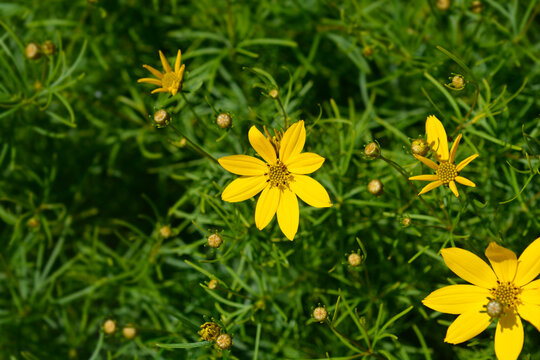 Whorled tickseed yellow flowers - Latin name - Coreopsis verticillata