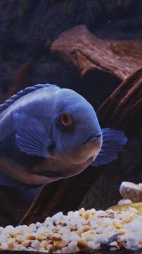 Blue Fish Uaru Swimming In Aquarium, Side close-up View. Uaru Cichlid Or Uaru Amphiacanthoides, Uaru Or Triangle Cichlid. Native To The Fast-moving Waters Of The Amazon. Mature Fish Have Bright Yellow