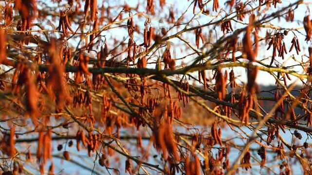Catkins of alder (Alnus glutinosa) moving gently among bare branches, reflecting the warm evening light and the quiet seasonal atmosphere along the water&rsquo;s edge