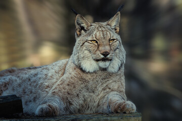 Obraz premium Majestic Eurasian Lynx resting, close-up portrait of a wild cat with tufted ears and intense gaze in natural habitat