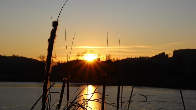Reeds and cattails (Typha latifolia) moving in the wind along the lakeshore, expressing the gentle rhythm of evening light and the natural motion shaping the calm atmosphere of wetlands