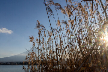 Obraz premium Golden flowing dried reed grass flowers around Lake Kawaguchi during the sunset,