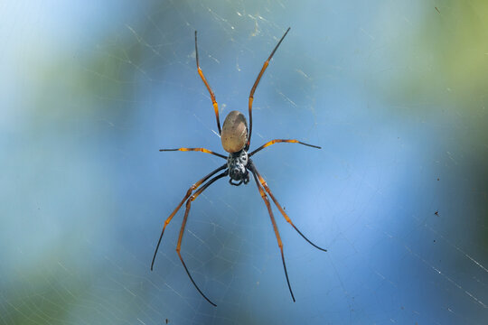 Golden orb-weaver spider on web against blue background